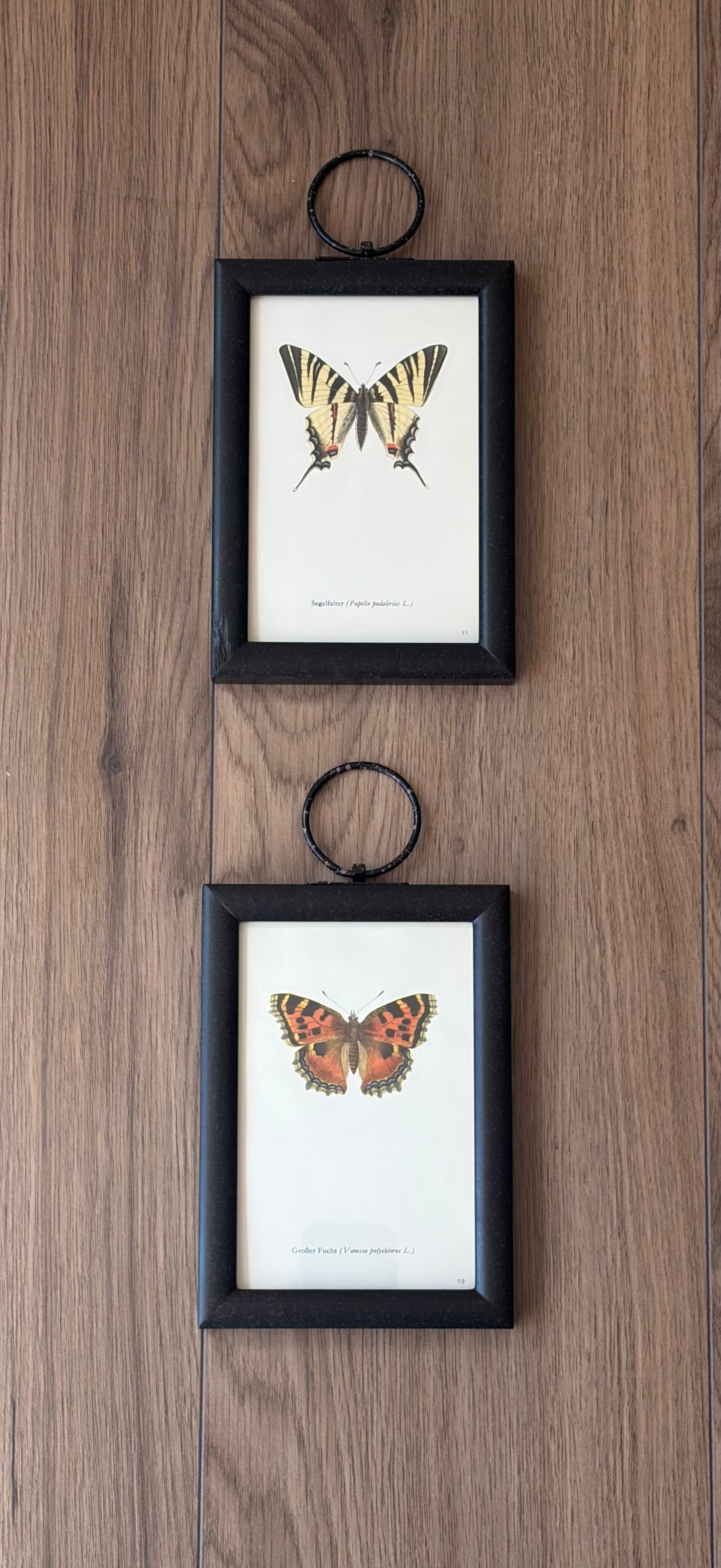 Butterfly Pair II