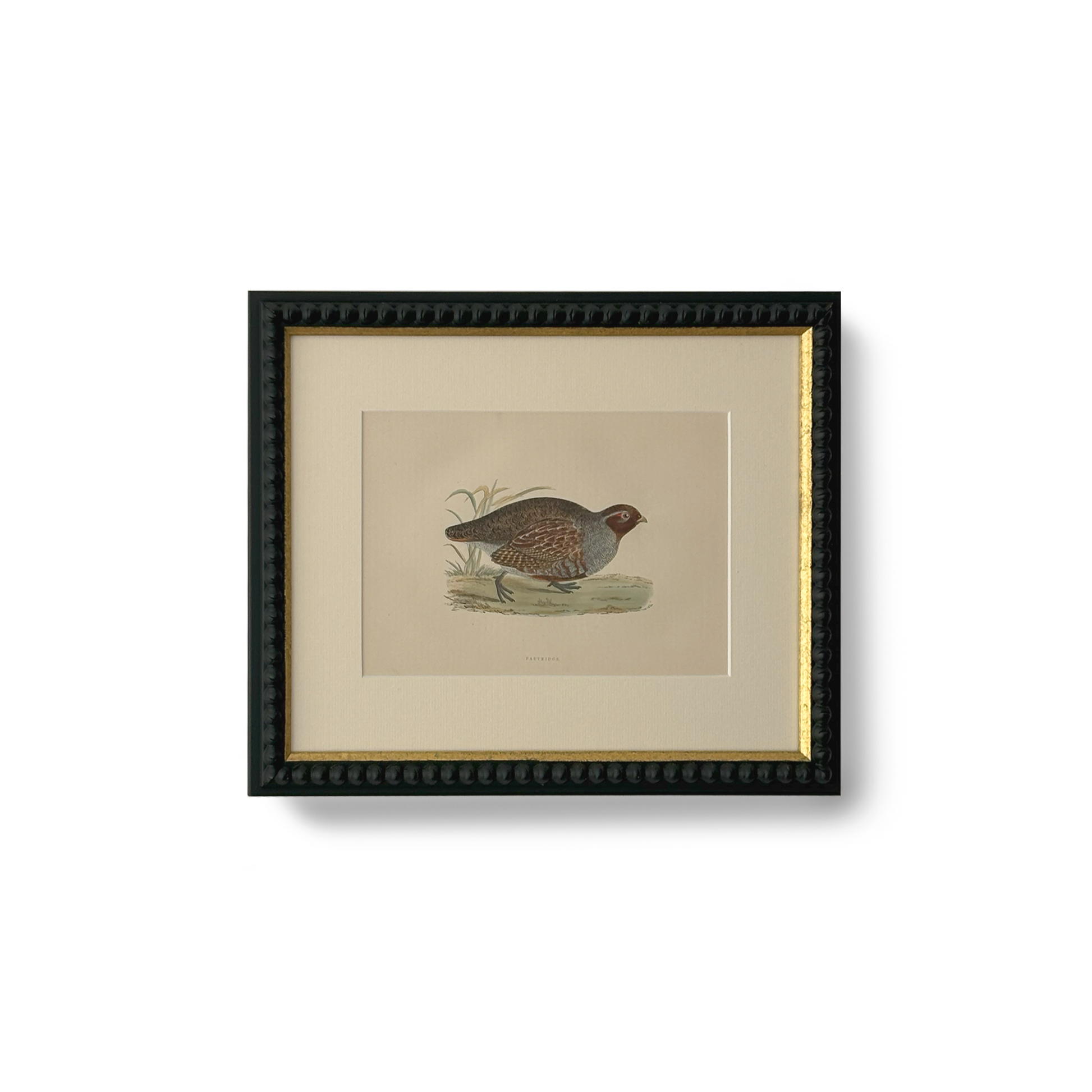 Field Partridge - Beeches Art Collective