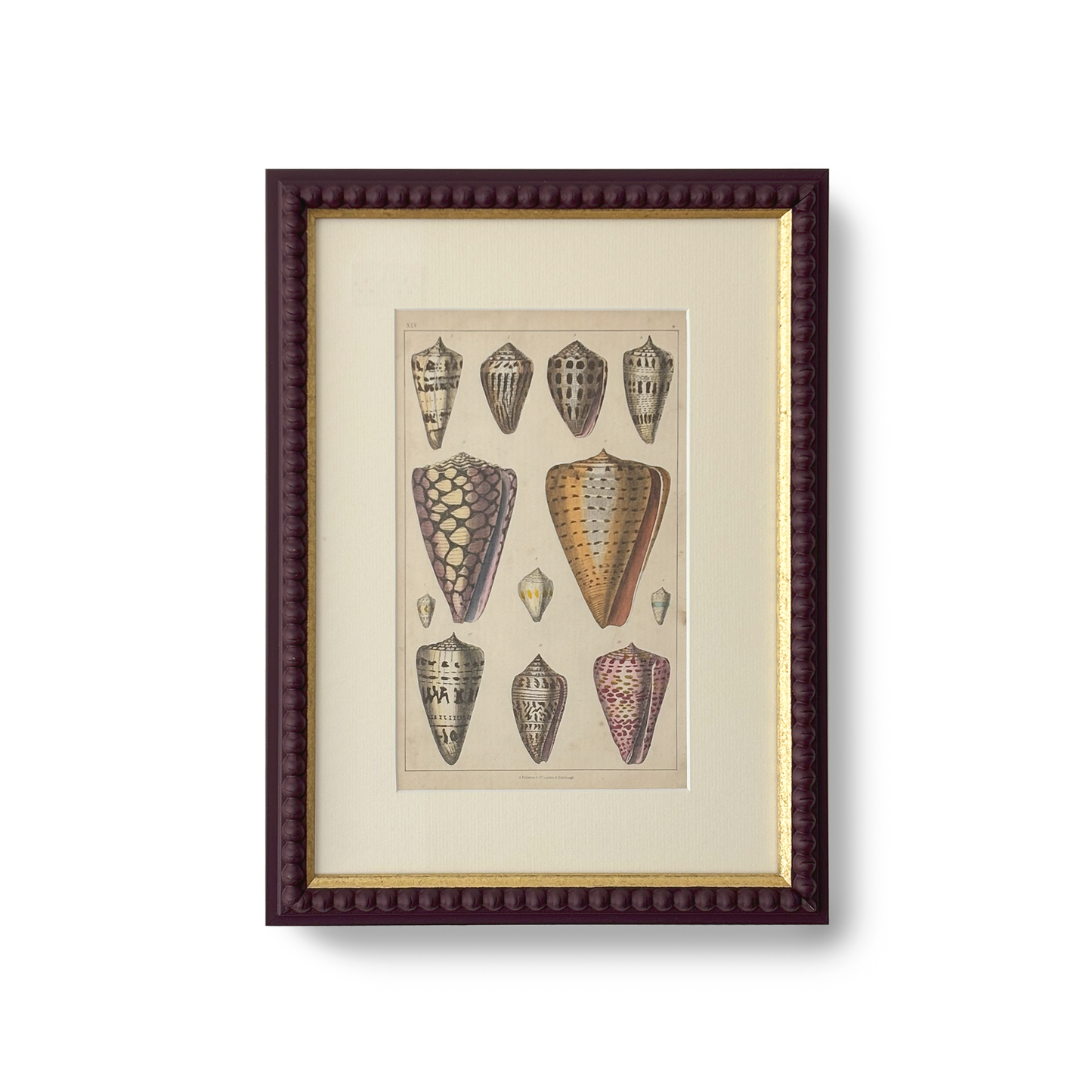 Cones of the Sea - Beeches Art Collective