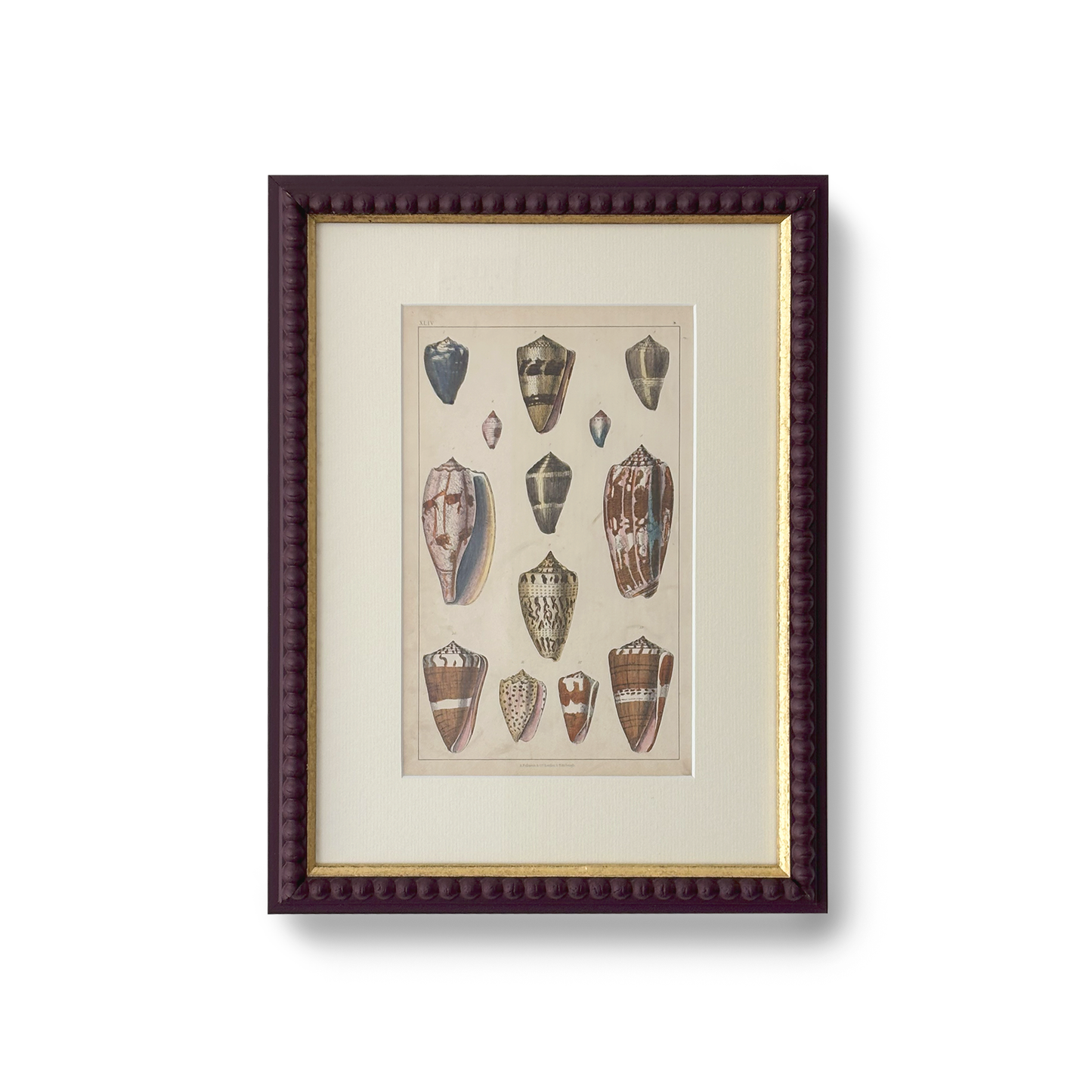 Striped Shell Set - Beeches Art Collective