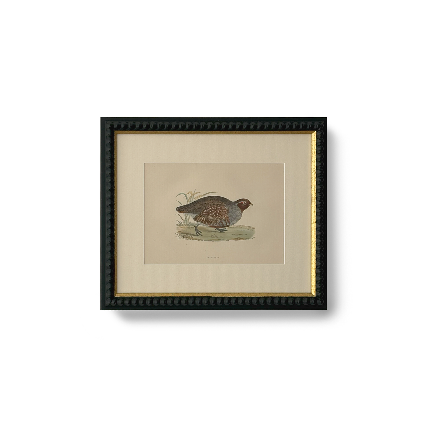 Field Partridge