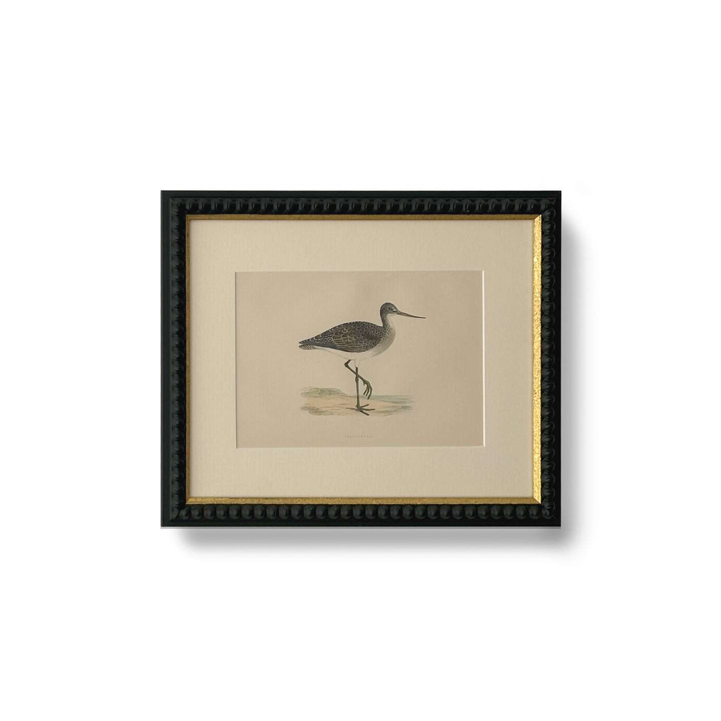 Elegant Wader