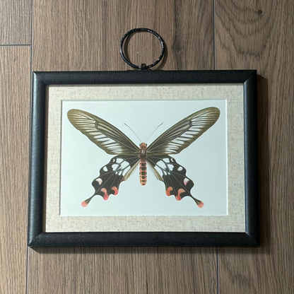Butterfly Pair I