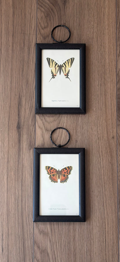 Butterfly Pair II