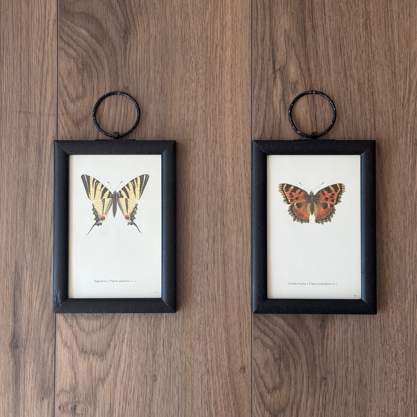 Butterfly Pair II