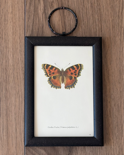 Butterfly Pair II