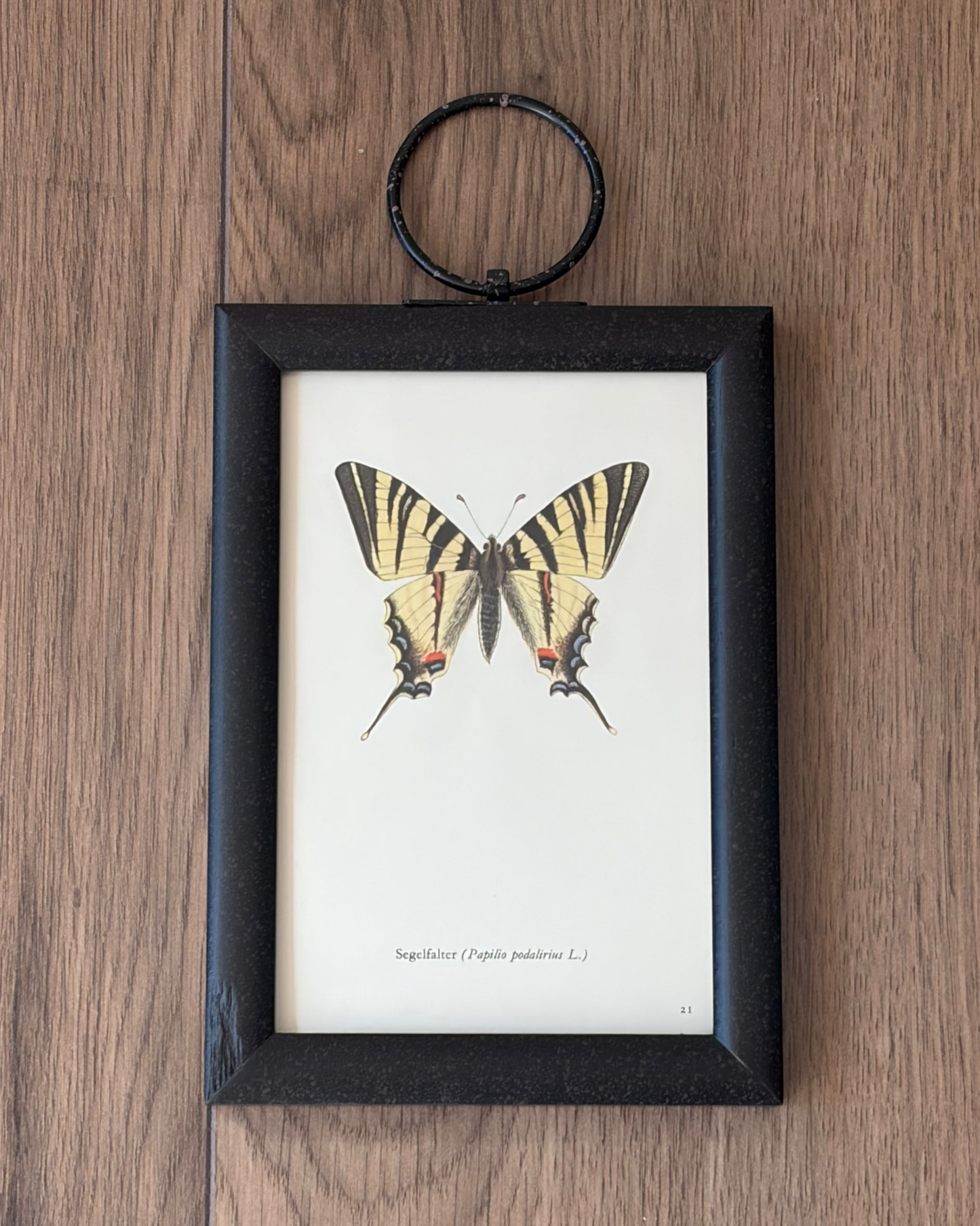 Butterfly Pair II