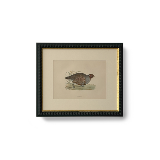 Field Partridge - Beeches Art Collective