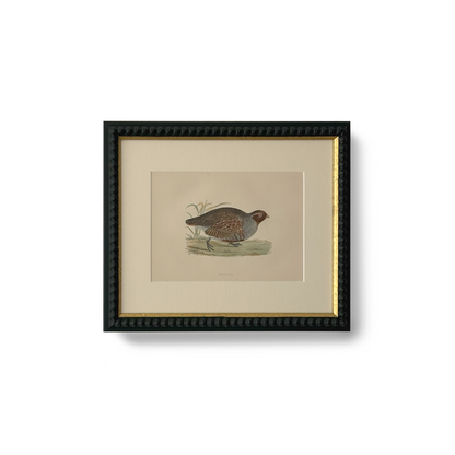 Field Partridge - Beeches Art Collective