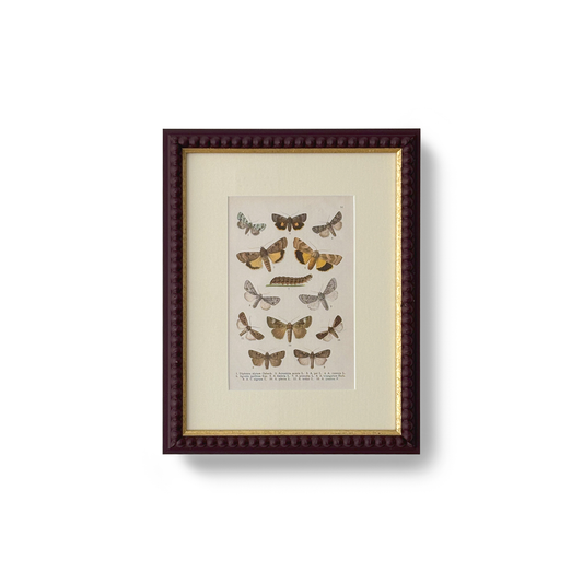 Study of Moths - Beeches Art Collective