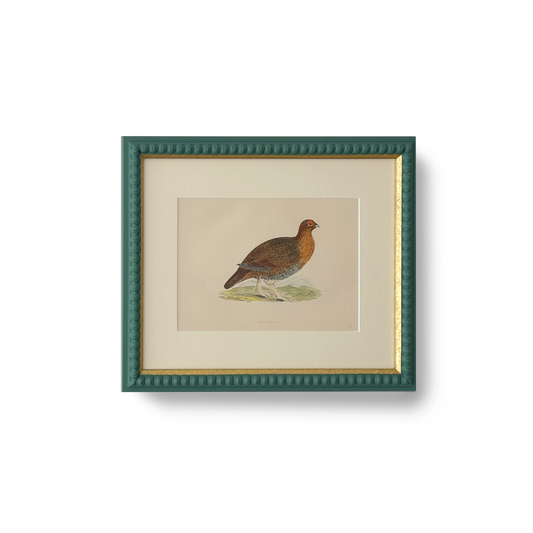 Red Grouse - Beeches Art Collective