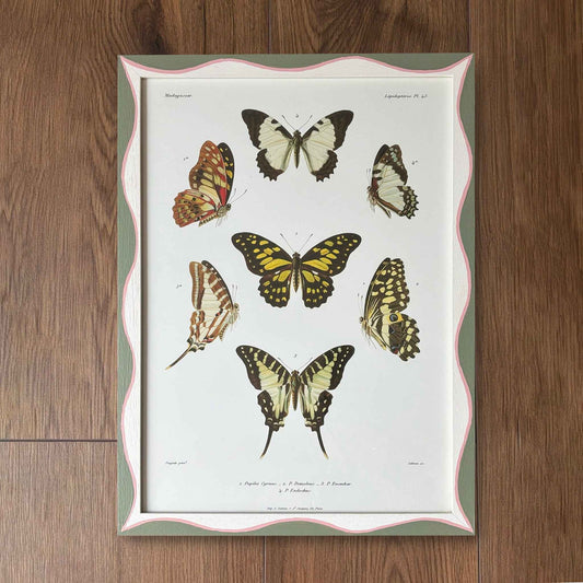 Madagascan Butterflies