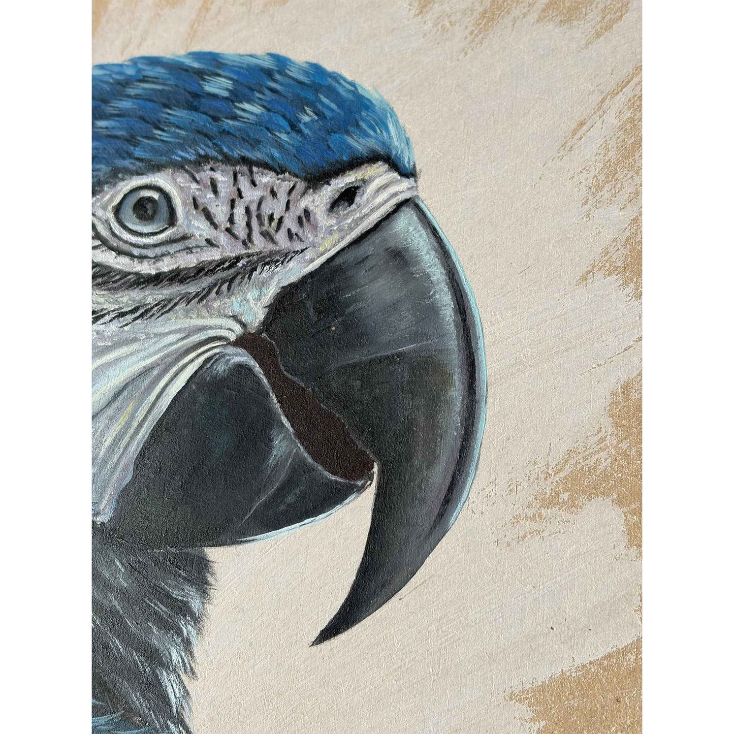 Blue Macaw