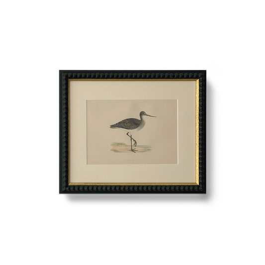 Elegant Wader