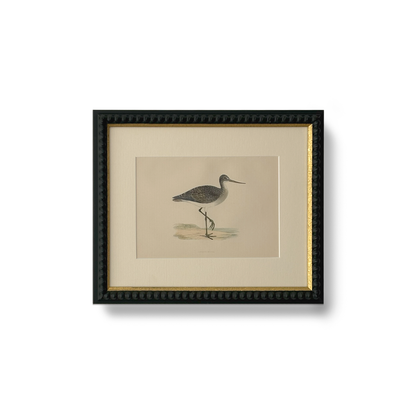 Elegant Wader