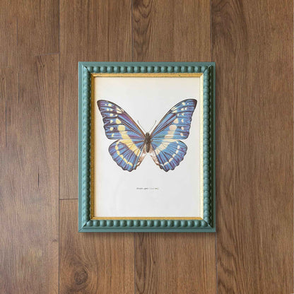 Blue Morpho Butterfly