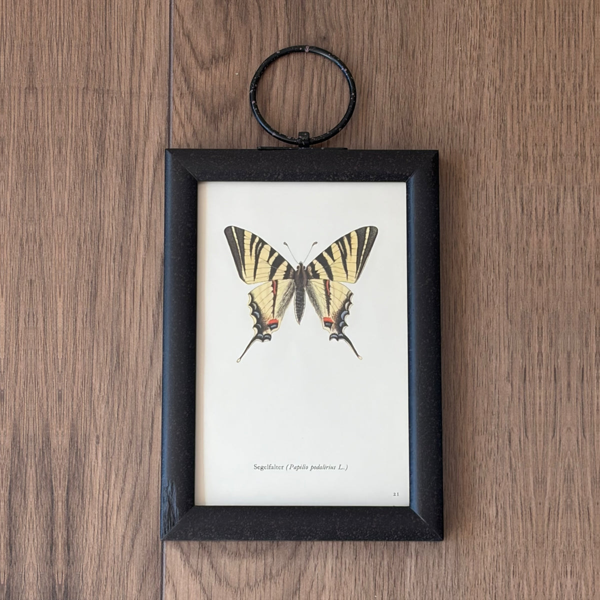 Butterfly Pair II