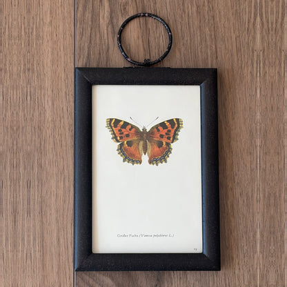 Butterfly Pair II